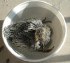 2008 July 15 042.jpg