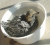 2008 July 15 044.jpg