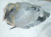 2008 July 18 001.jpg