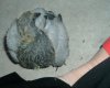 2008 July 22 020.jpg