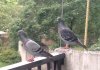 2008 July 23 002.jpg