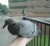 2008 July 23 051.jpg