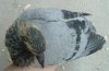 2008 July 23 062.jpg