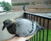 2008 July 23 054.jpg