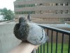 2008 July 23 052.jpg