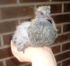 2008 July 23 044.jpg