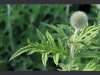 echinops_bannaticus_blue_globe_thistle_flower_head_bud_30-06-11_2.jpg