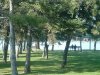 8月13日 星期三 晴 Britania park & Andrew park 036.jpg