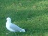 8月13日 星期三 晴 Britania park & Andrew park 046.jpg
