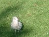 8月13日 星期三 晴 Britania park & Andrew park 043.jpg