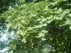 8月13日 星期三 晴 Britania park & Andrew park 012.jpg