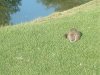 8月13日 星期三 晴 Britania park & Andrew park 122.jpg
