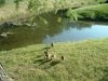 8月13日 星期三 晴 Britania park & Andrew park 166.jpg