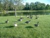 8月13日 星期三 晴 Britania park & Andrew park 184.jpg