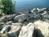 8月13日 星期三 晴 Britania park & Andrew park 199.jpg