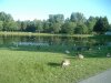 8月13日 星期三 晴 Britania park & Andrew park 203.jpg