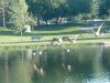 8月13日 星期三 晴 Britania park & Andrew park 231.jpg