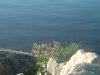 8月13日 星期三 晴 Britania park & Andrew park 236.jpg