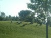 8月13日 星期三 晴 Britania park & Andrew park 251.jpg
