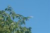 8月13日 星期三 晴 Britania park & Andrew park 248.jpg