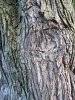 IMG_0595.JPG