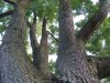 IMG_0596.JPG