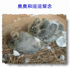 奥运gif.gif