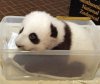 panda.25.jpg