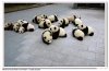 panda.1.jpg