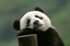 panda.5.jpg