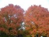 08年10月14日 455.jpg