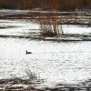 gatineau park2.JPG