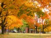 golden fall (2) 009.jpg