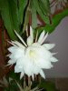 flowers 016_small.jpg