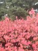 08年10月14日 350.jpg