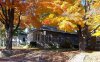 Dream House Under Maple.jpg