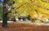 Under the maple tree.jpg