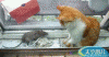 catmousegif3.gif