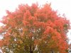 08年10月14日 366.jpg