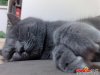 猫 2.jpg