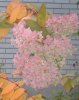 08年10月14日 440.jpg