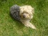 Scamp 3.JPG