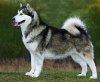 malamute.jpg