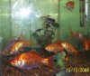 fish1.jpg