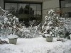 Dec-22-2008-Snow_Fall 001.jpg