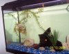 fish tank.jpg