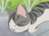 maomao.gif