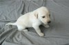 puppy1.jpg