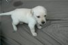 puppy5.jpg