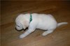 puppy5-3.jpg